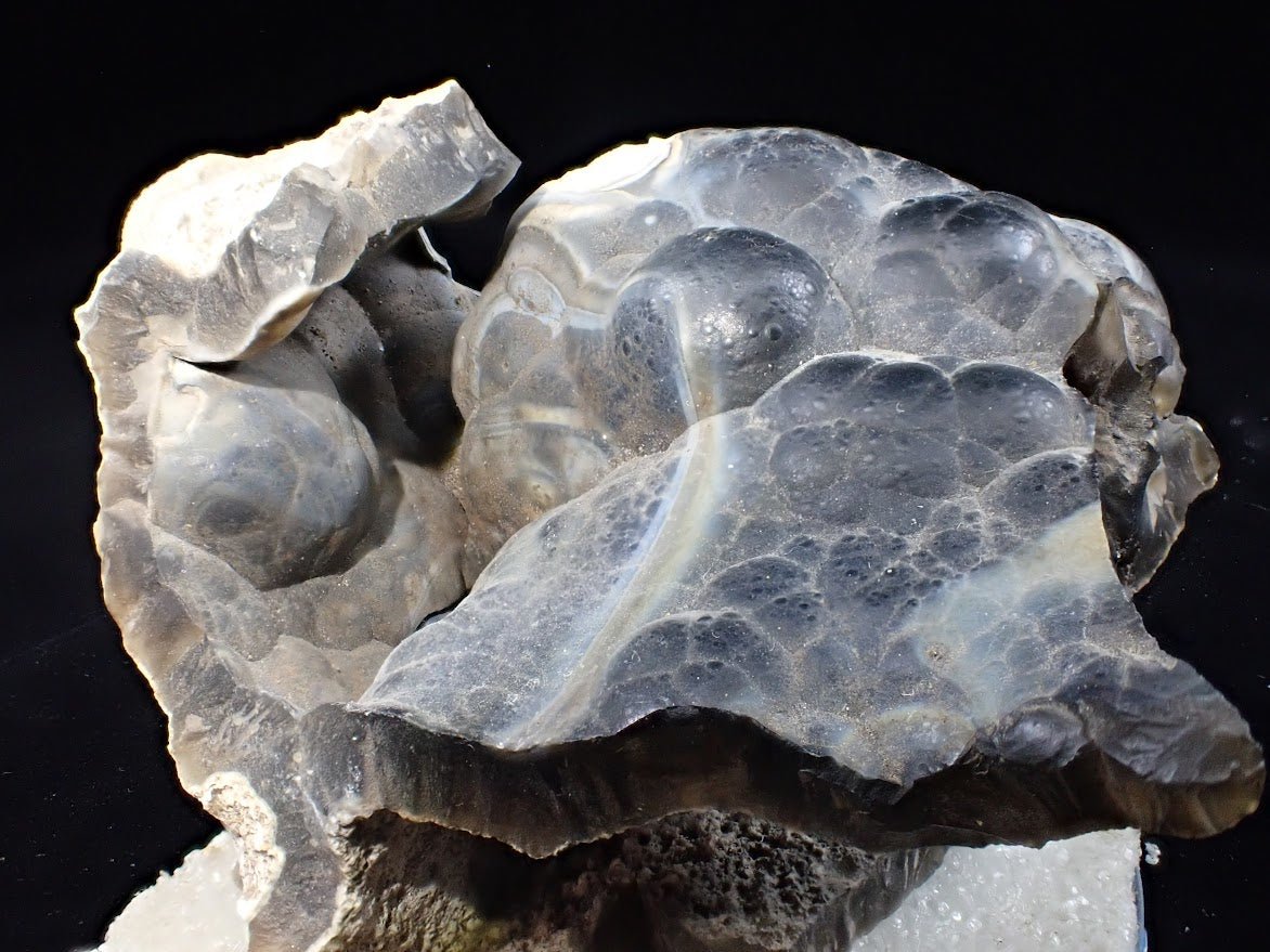 Agatized Coral – Fossilized Silica Beauty from Florida - Legacy Crystals and Minerals