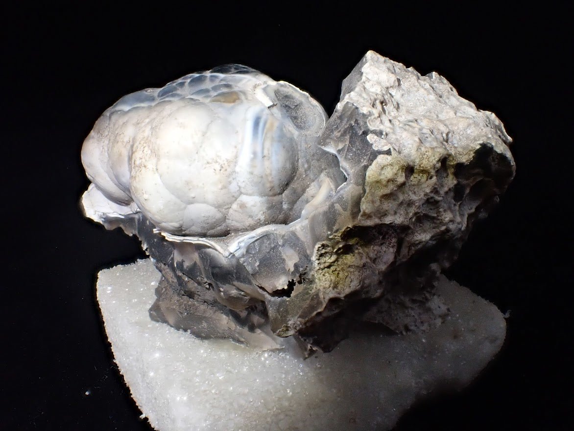 Agatized Coral – Fossilized Silica Beauty from Florida - Legacy Crystals and Minerals