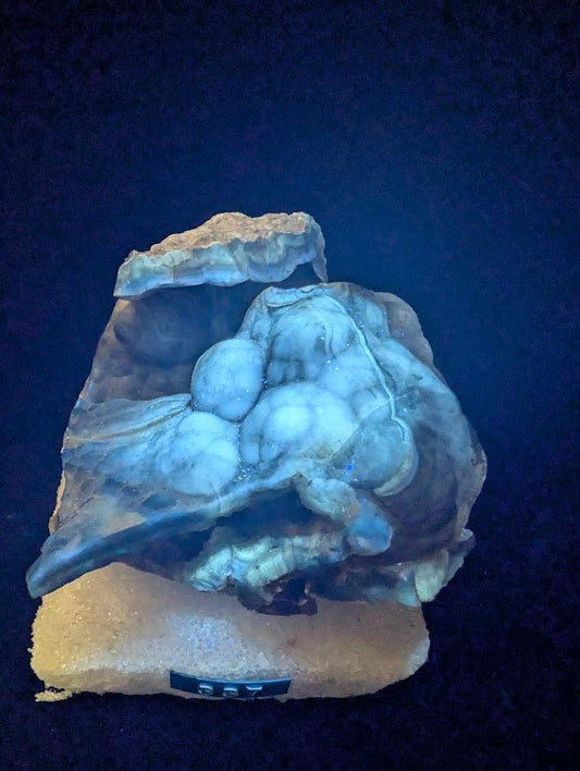 Agatized Coral – Fossilized Silica Beauty from Florida - Legacy Crystals and Minerals