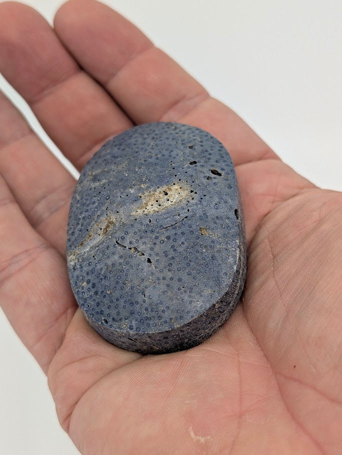 Blue Coral palm stone in hand showing fossil texture, natural color variation, and smooth matte finish