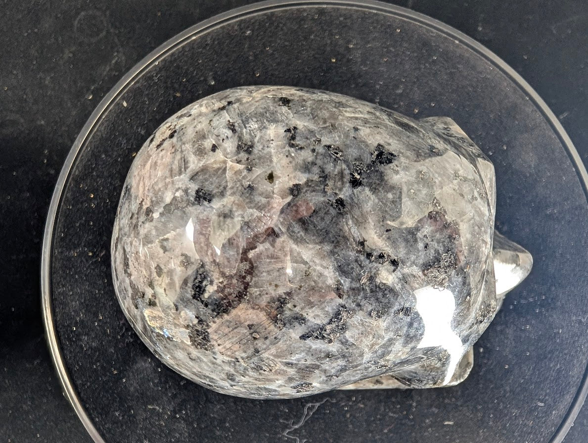 Top view of Larvikite skull showing feldspar texture and silvery-blue shimmer