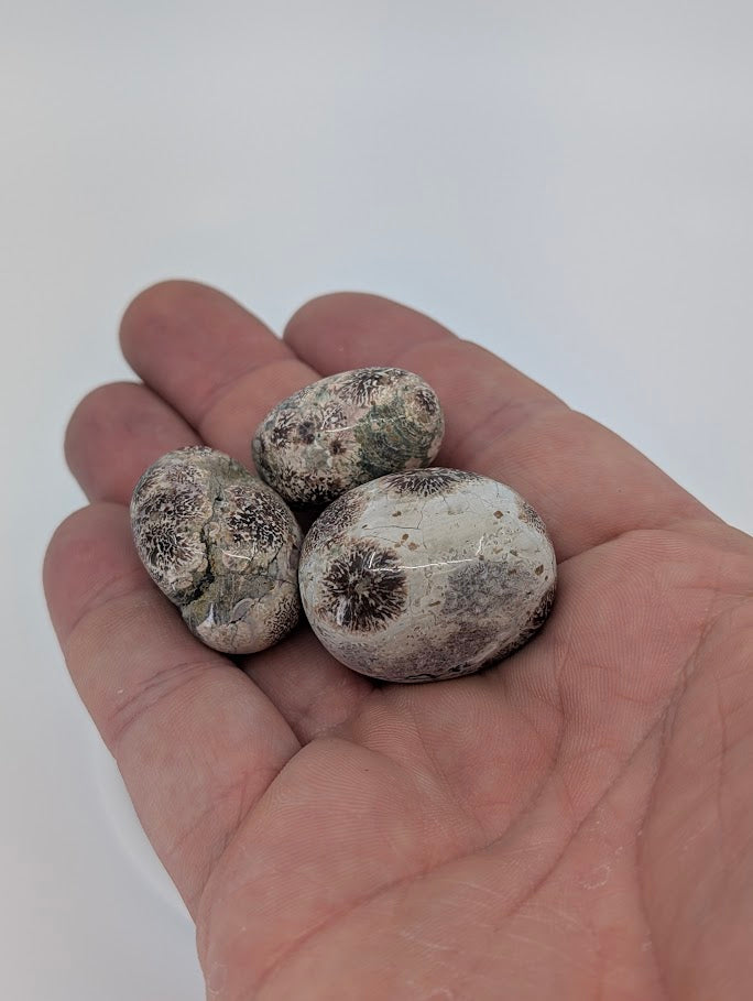 Russian Flower Agate tumbled stones in hand for size reference