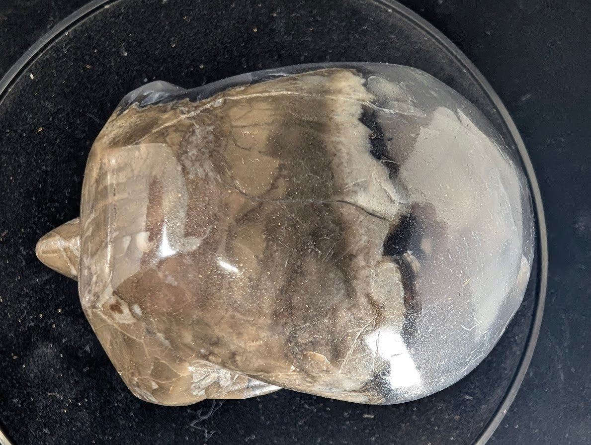 Top view of Volcano Agate skull showing color variations