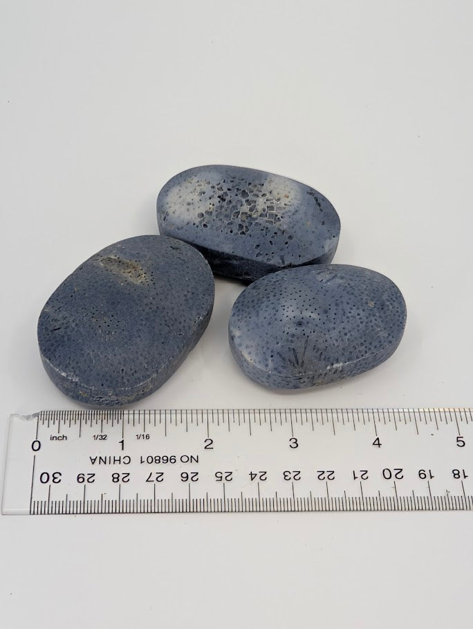 Blue Coral palm stones with ruler for scale showing size and fossilized coral details