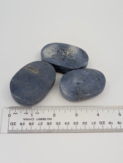 Blue Coral palm stones with ruler for scale showing size and fossilized coral details
