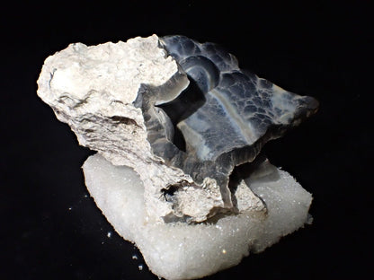 Agatized Coral – Fossilized Silica Beauty from Florida - Legacy Crystals and Minerals