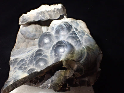 Agatized Coral – Fossilized Silica Beauty from Florida - Legacy Crystals and Minerals