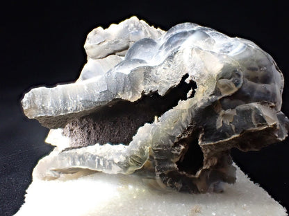 Agatized Coral – Fossilized Silica Beauty from Florida - Legacy Crystals and Minerals