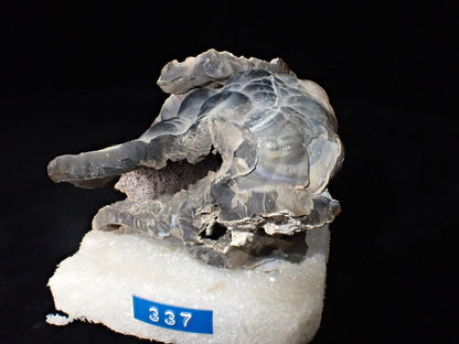 Agatized Coral – Fossilized Silica Beauty from Florida - Legacy Crystals and Minerals