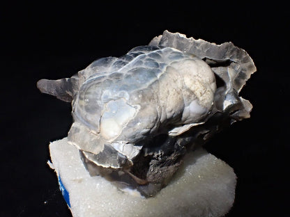 Agatized Coral – Fossilized Silica Beauty from Florida - Legacy Crystals and Minerals