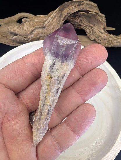 A single, long Amethyst tooth crystal from Brazil held against a light background, highlighting its tapered "root" shape.