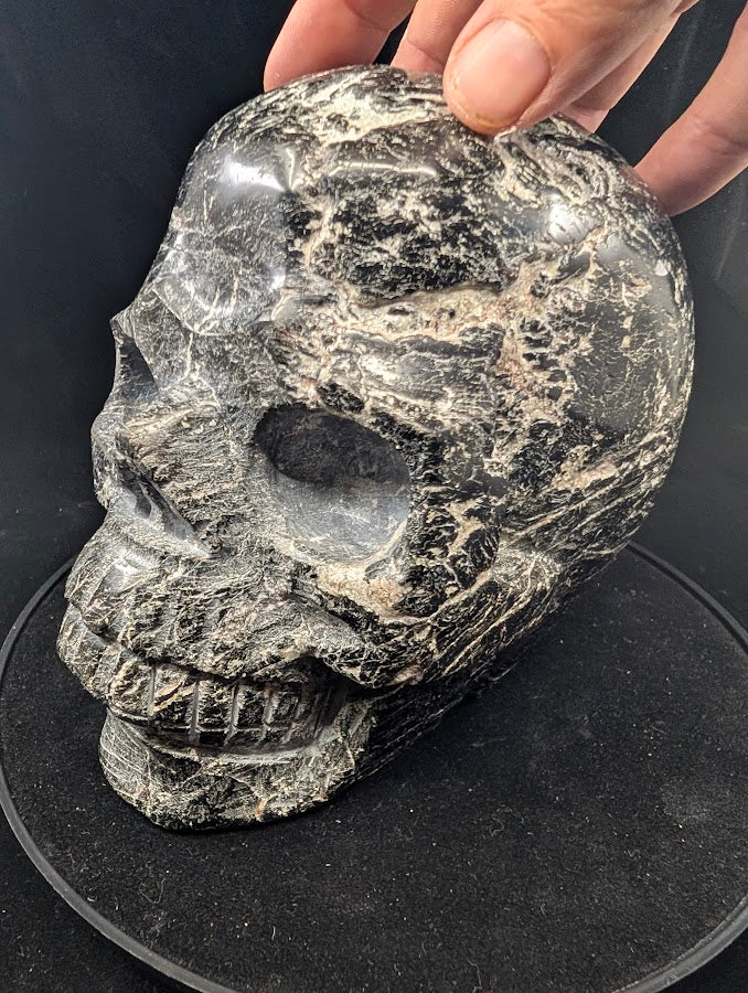 Three-quarter left view with defined jawline and striated texture