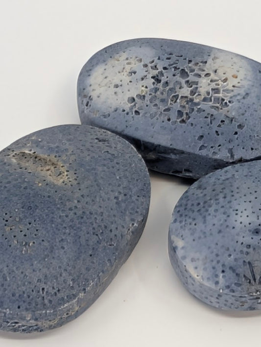 Blue Coral palm stones grouped together showing natural porous patterns and organic surface texture