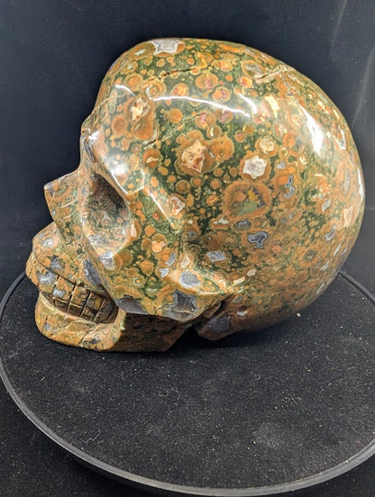 Back of skull with dense stromatolite orbs in deep green matrix