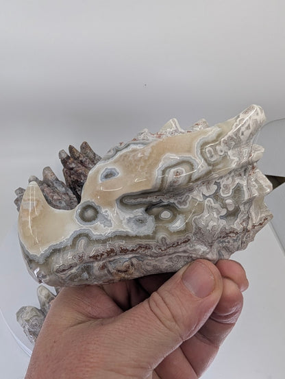 Angled view of Crazy Lace Agate Dragon Head Variant A showing lace pattern