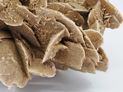 Detailed view of sharp gypsum crystal blades and sand inclusions on Gobi Desert Rose.