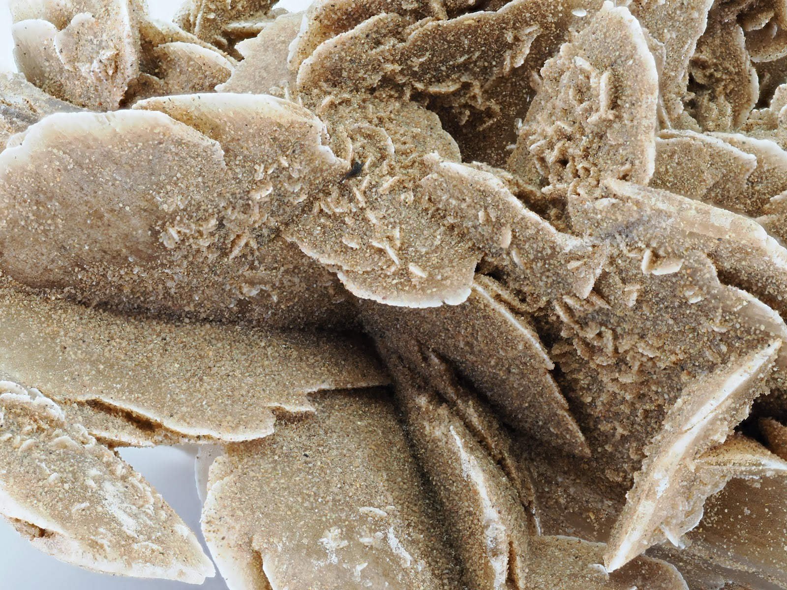 Close up of sandy texture on Desert Rose petals showing natural grain and white edges.