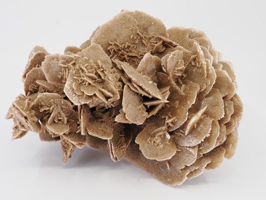 Full view of beige gypsum rosette cluster with natural desert sand color.