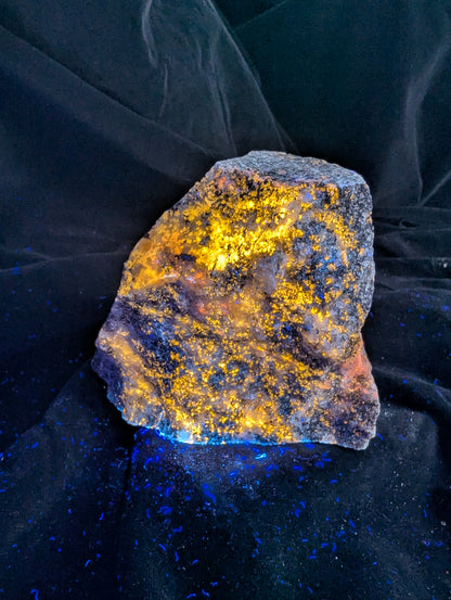 An angled view of the fluorescent Scapolite Trevorite specimen from Bancroft, Ontario, under longwave UV light. It glows bright yellow and orange across its multiple faces, showcasing high concentration and reactivity.