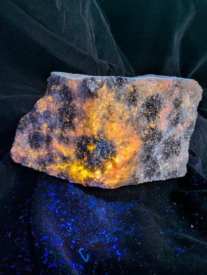 A direct frontal perspective of the highly reactive fluorescent Scapolite (Wernerite) specimen under UV light. The majority of the triangular rock glows intensely yellow and orange against a dark backdrop, showing the high mineral density characteristic of the 2025 Bancroft small-vein discovery.