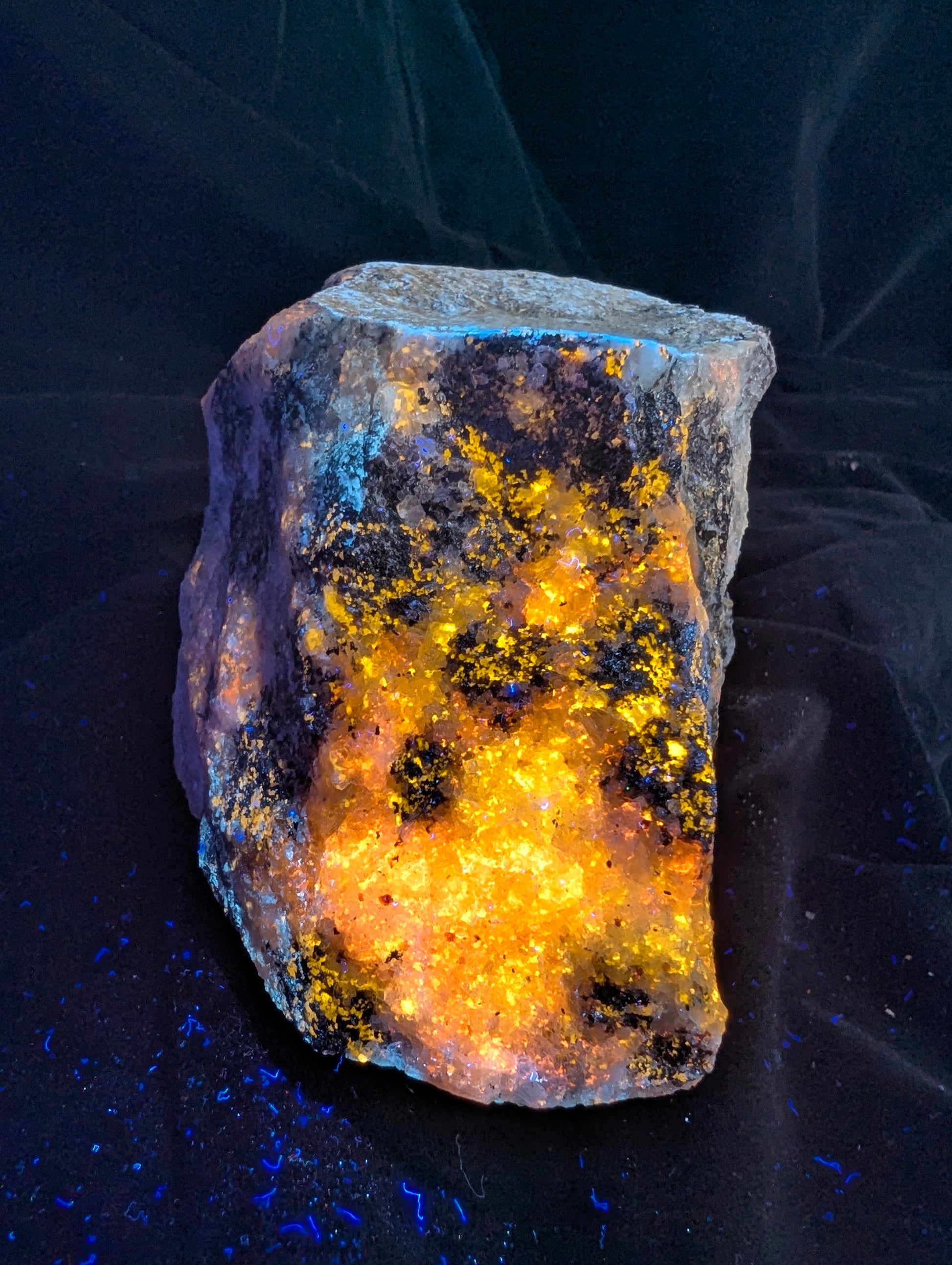 A direct frontal perspective of the highly reactive fluorescent Scapolite (Wernerite) specimen under UV light. The majority of the triangular rock glows intensely yellow and orange against a dark backdrop, showing the high mineral density characteristic of the 2025 Bancroft small-vein discovery.