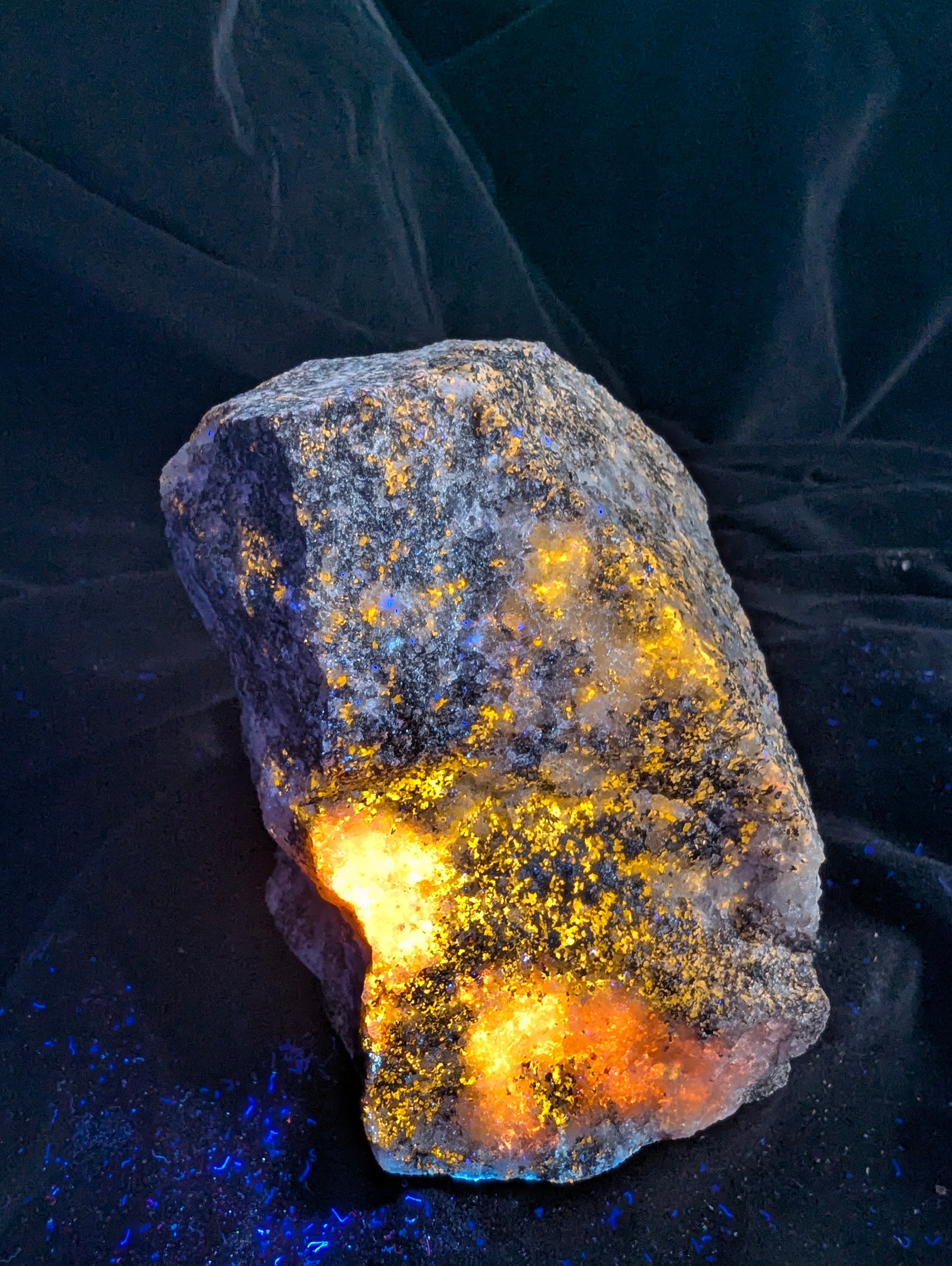 A detailed view of the fluorescent Scapolite (Wernerite) specimen from Bancroft, Ontario, tilted backward under UV light. This perspective highlights the texture, revealing intricate patterns of glowing bright yellow mineral woven between numerous non-reactive, dark mafic inclusions.
