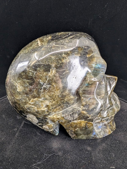 Right profile of Labradorite skull with golden shimmer and polished details