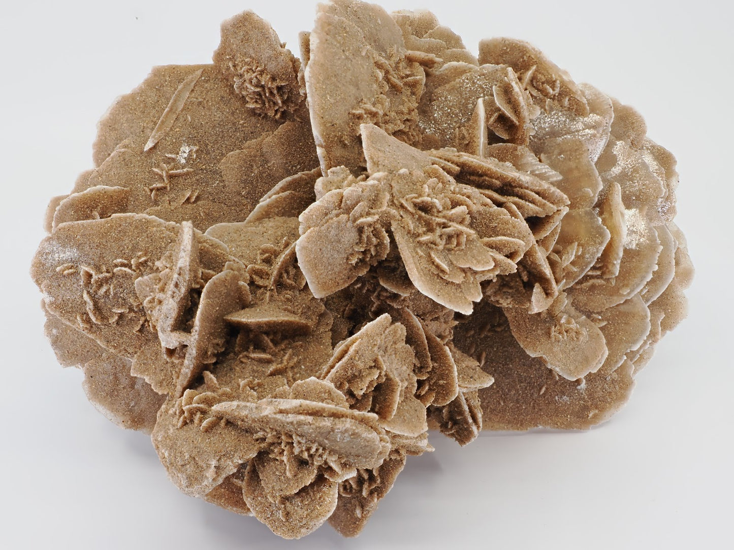 Top down view of large Gobi Desert Rose cabinet specimen showing dense formation.