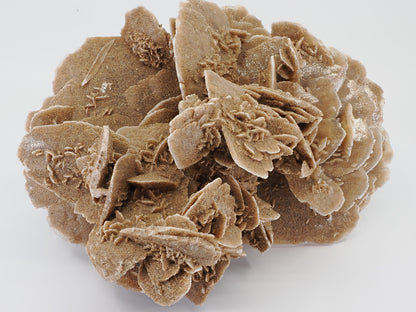 Top down view of large Gobi Desert Rose cabinet specimen showing dense formation.