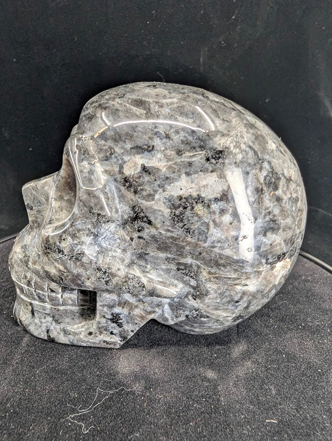 Left profile of Larvikite skull highlighting reflective feldspar matrix