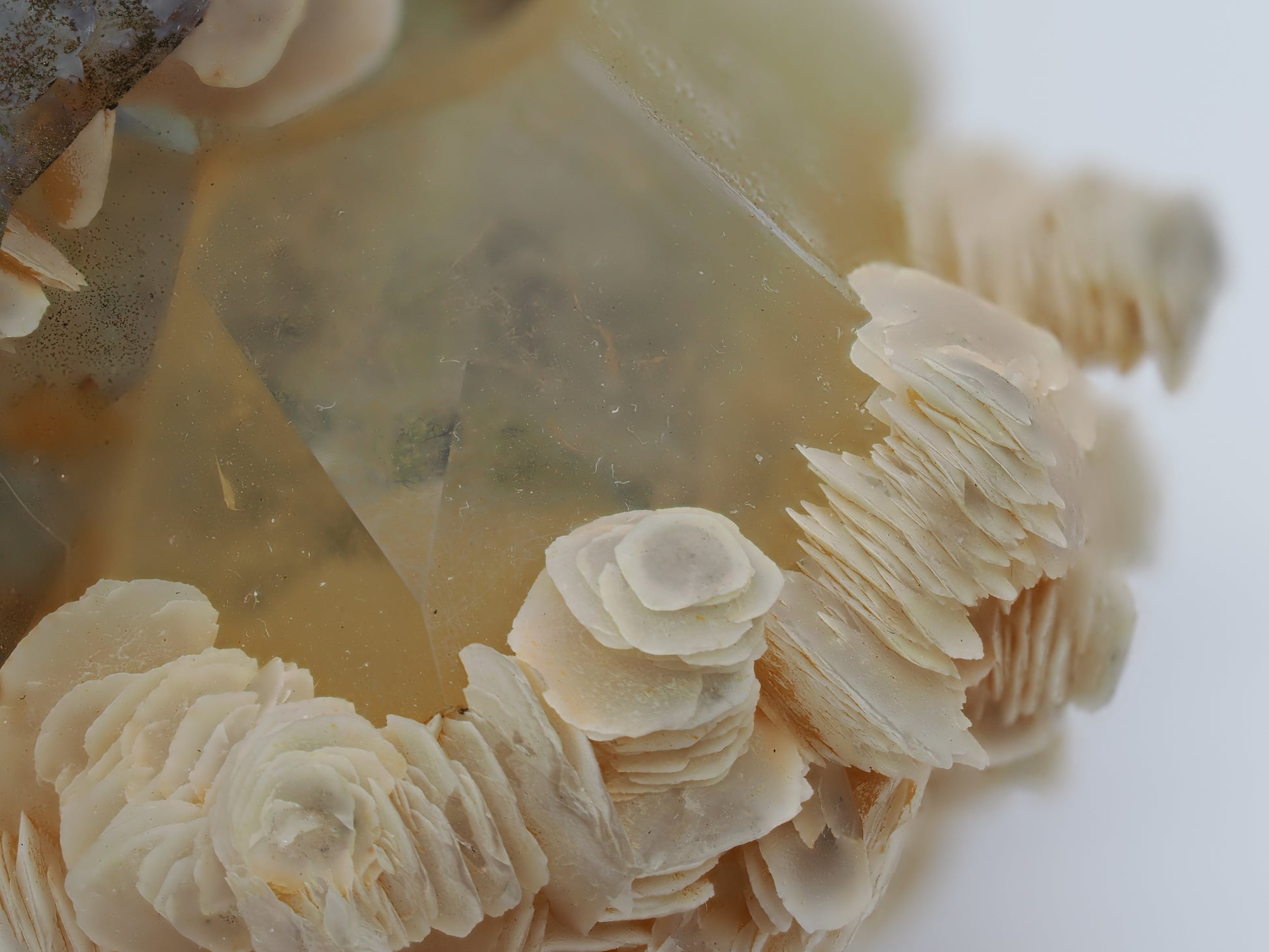 Detailed close-up of cream-colored Poker Chip Calcite crystals forming complex floral rosettes.