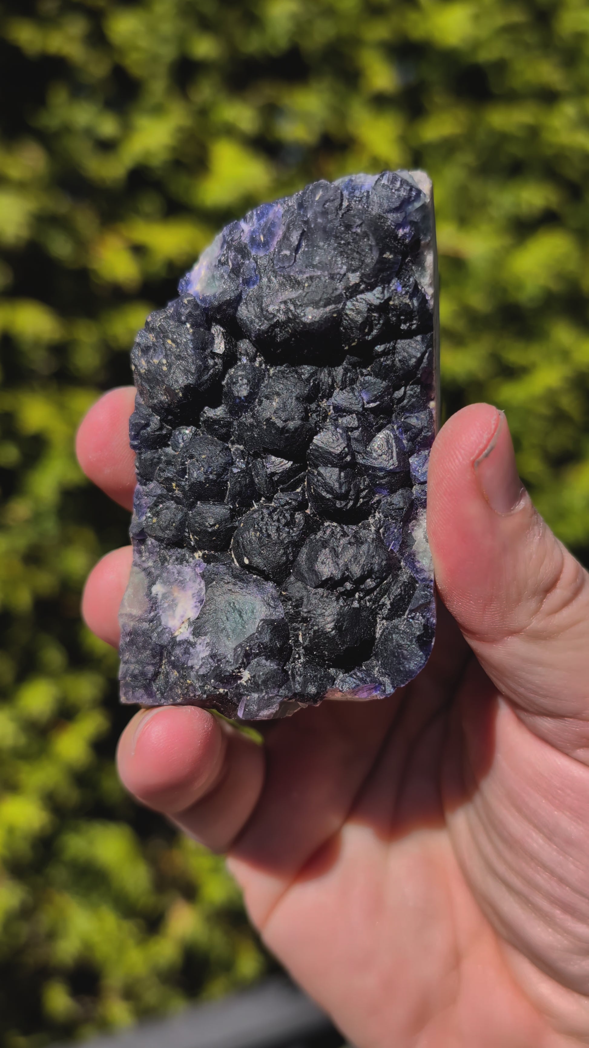 Video of Botryoidal Blueberry Fluorite with Zoning – Huanggang Mine, Inner Mongolia 3 x 2 inches 202 grams