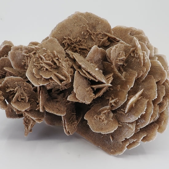 Large 18cm Desert Rose cluster from Gobi Desert showing full rosette formation.