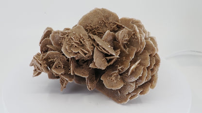 Large 18cm Desert Rose cluster from Gobi Desert showing full rosette formation.