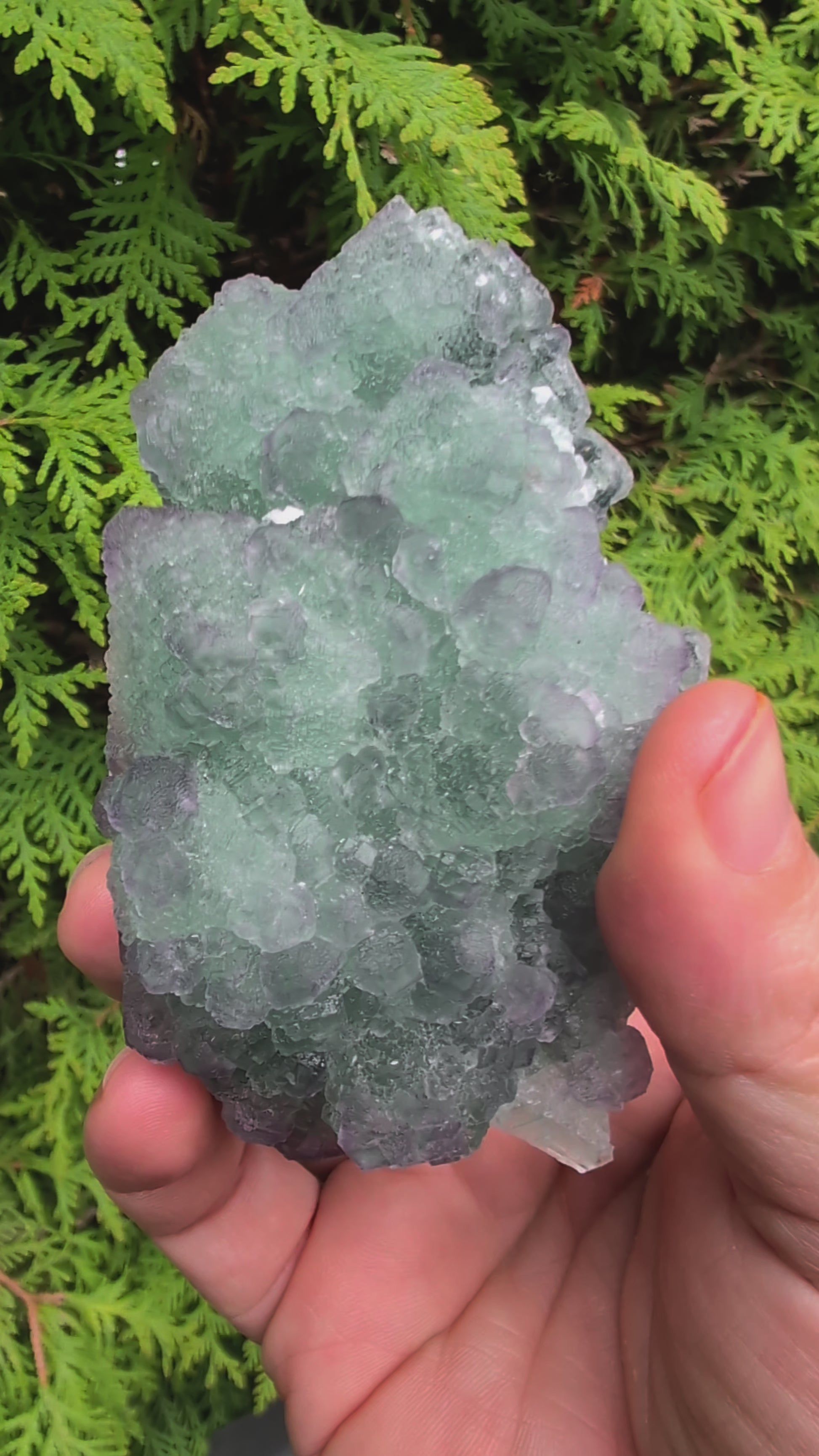 360-degree rotation video of green and purple fluorite with calcite from Zhejiang, showing crystal geometry and contrast between growth generations