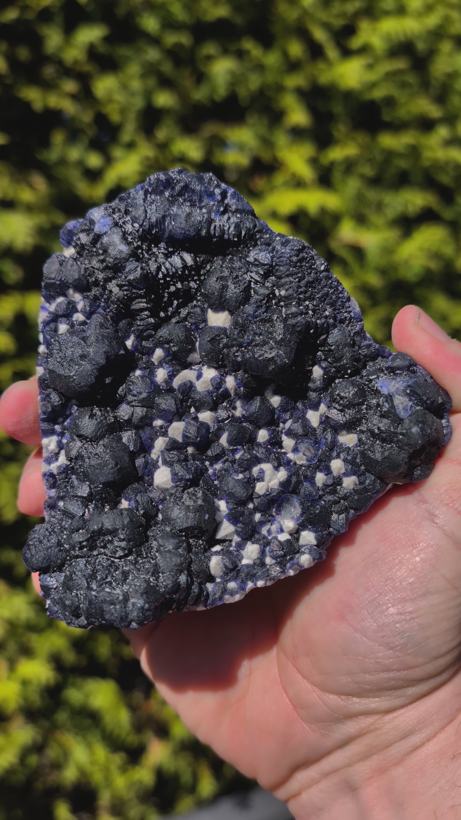 Video of Large Blueberry Fluorite with Sparkling White Matrix Huanggang Mine, Inner Mongolia 4.5 x 4.5 inches 601 grams