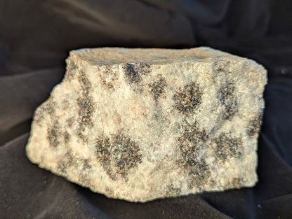 The back or alternate face of the raw Scapolite (Wernerite) specimen under natural daylight. This angle emphasizes the dense, massive structure of the vein-fill mineral, composed of pale gray scapolite matrix mixed with abundant, closely packed dark granular mafic inclusions. Found near Bancroft, Ontario.