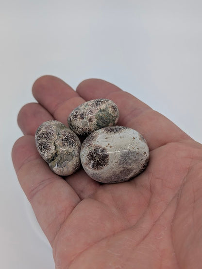 Russian Flower Agate tumbled stones in hand for size reference