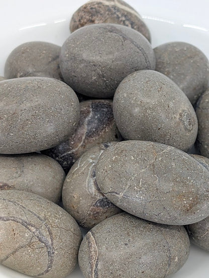 Close-up showing natural septa and mineral veins in Septarian