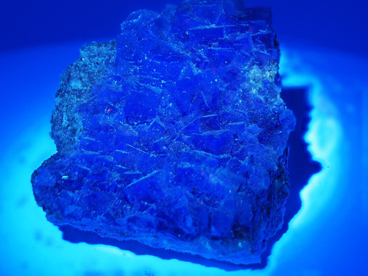 The fluorite specimen glowing intense, uniform blue under UV light, typical of Zhejiang material.